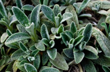 Kuzu kulağı yeşil yaprakları (stachys byzantina / stachys lanata / stachys olimpica / yünlü hedgenettle), çiçek yatak süslemesi. bulanık