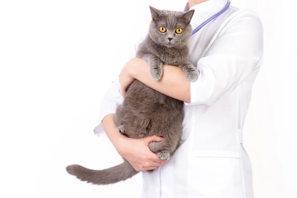 兽医在她怀里抱着只猫 — 图库照片