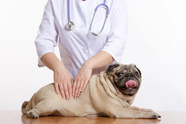 Pug é um cão, o veterinário inspeciona — Fotografia de Stock