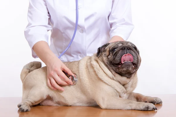 Veterináře naslouchá s Mops pes stetoskop — Stock fotografie