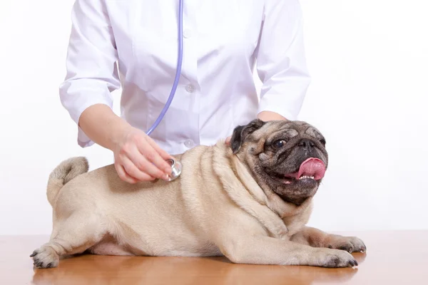 The vet listens with a stethoscope dog pug — Stock Photo, Image