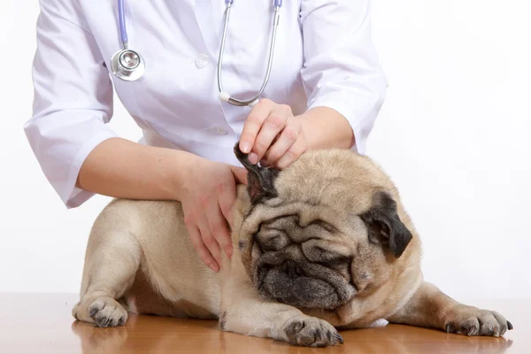 Pug is a dog, the veterinarian inspects — Stock Photo, Image