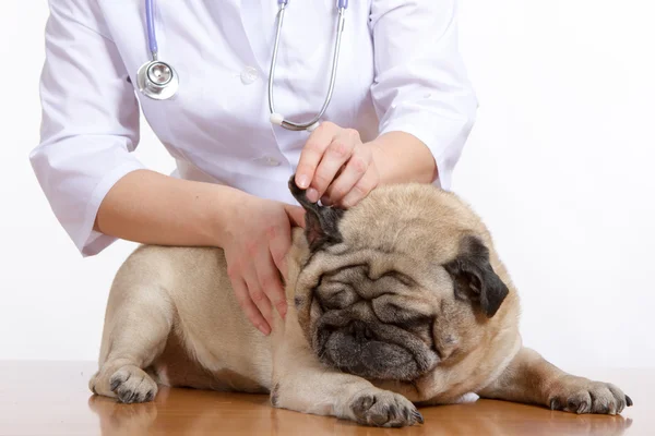 Pug is een hond, de dierenarts inspecteert — Stockfoto