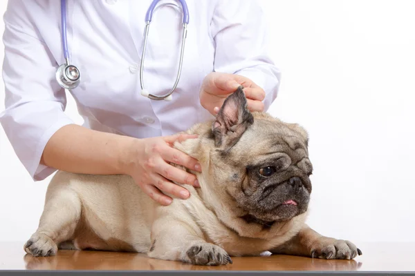 Pug is een hond, de dierenarts inspecteert — Stockfoto