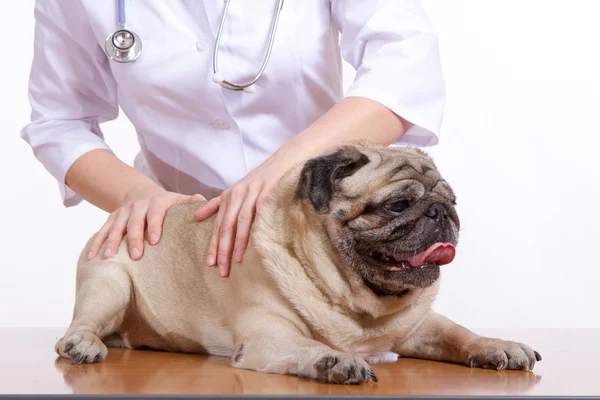Pug is a dog, the veterinarian inspects — Stock Photo, Image