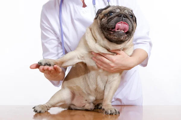 Mops je pes, lékař kontroluje — Stock fotografie