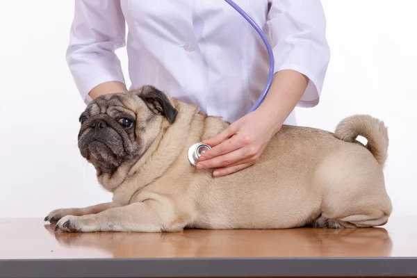 The vet listens with a stethoscope dog pug — Stock Photo, Image