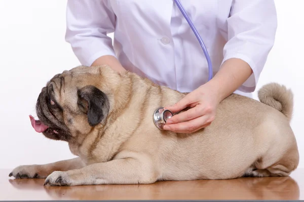 Veterináře naslouchá s Mops pes stetoskop — Stock fotografie