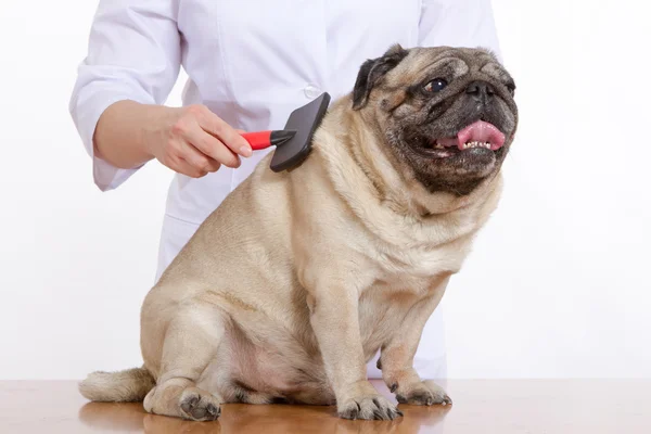 O cão pug de lã penteada veterinário no fundo branco — Fotografia de Stock