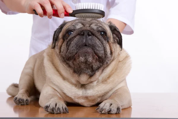 Il cane di carlino di lana pettinato veterinario su sfondo bianco — Foto Stock