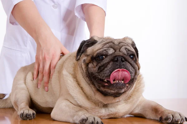 Pug è un cane, il veterinario ispeziona — Foto Stock