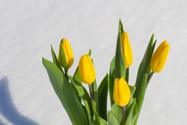 Tulipanes en la nieve — Foto de Stock