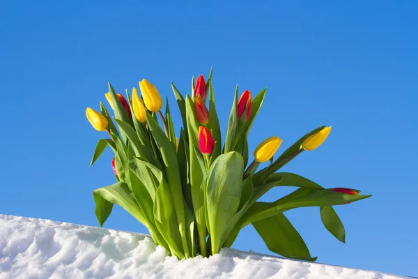 Tulipanes en la nieve —  Fotos de Stock