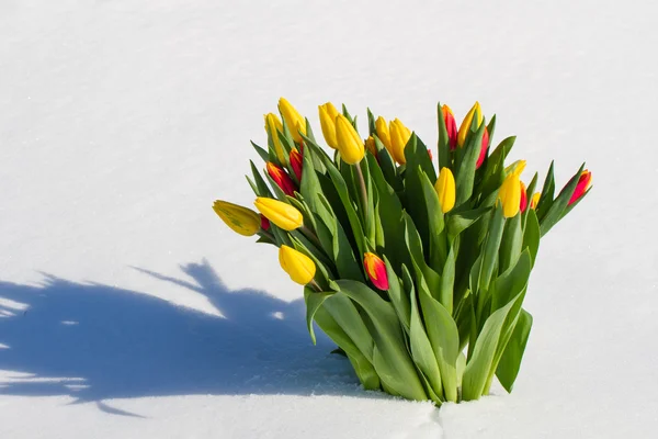 Tulipani nella neve — Foto Stock