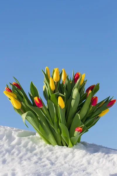 雪地里的郁金香 — 图库照片