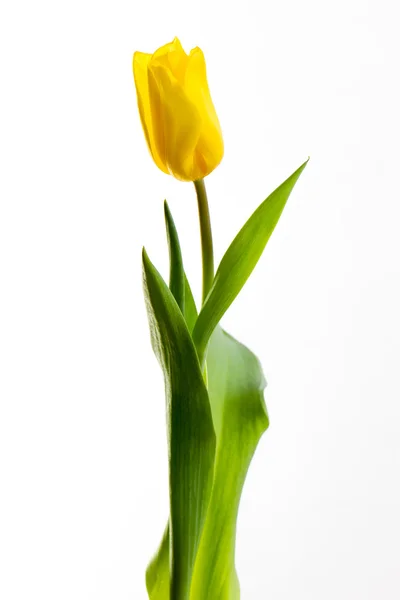 在白色背景上的黄色郁金香 — 图库照片