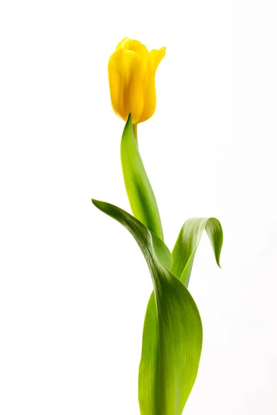 Tulipanes amarillos sobre fondo blanco —  Fotos de Stock