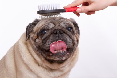 Veteriner taranmış yün pug köpek beyaz arka plan üzerinde