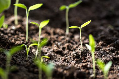 bahar zamanı, closeup içinde genç Fideler.