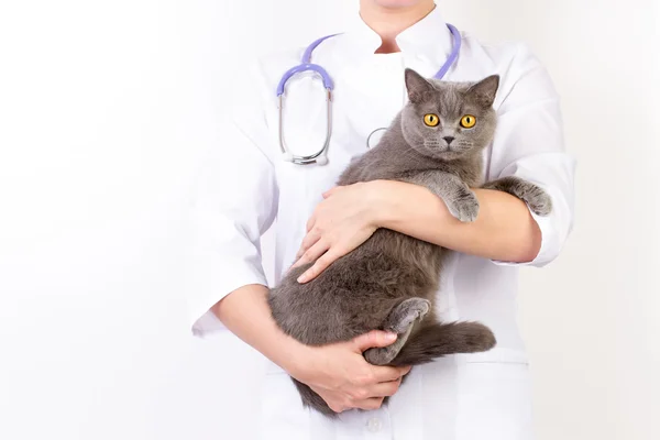Veteriner bir kedi onun kollarında tutar.