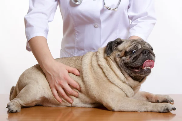 Mops ist ein Hund, der Tierarzt untersucht — Stockfoto