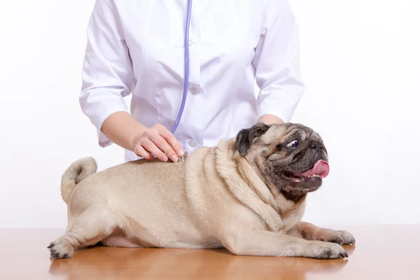 Veterináře naslouchá s Mops pes stetoskop — Stock fotografie