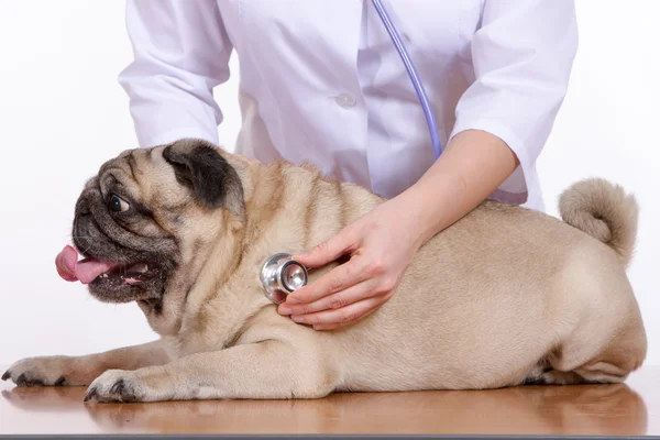 Veteriner ile hem bir stetoskop köpek dinler