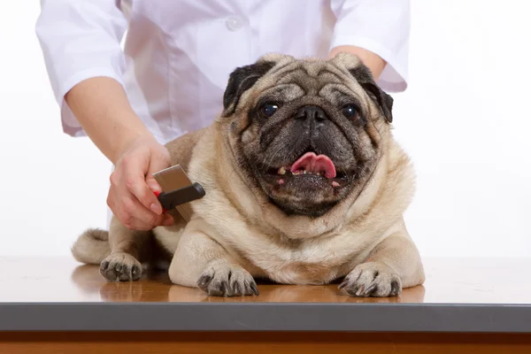 Il cane di carlino di lana pettinato veterinario su sfondo bianco — Foto Stock