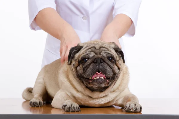 Pug é um cão, o veterinário inspeciona — Fotografia de Stock