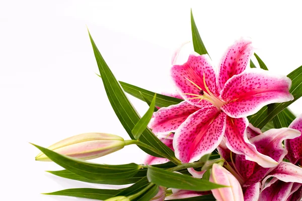 Vackra Lily blommor isolera på vit — Stockfoto