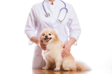 Veteriner ve boynunda steteskop, izole arka plan köpek doğurmak Spitz, tutar