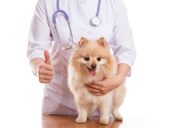 Veteriner ve boynunda steteskop, izole arka plan köpek doğurmak Spitz, tutar