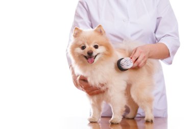 Veteriner tutan köpek, Spitz fırçalar ve tarak, izole arka plan