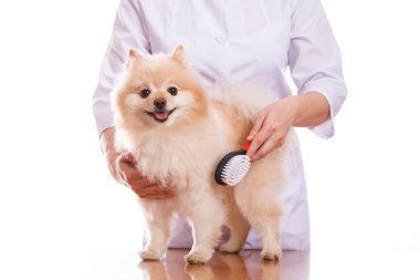 Veteriner tutan köpek, Spitz fırçalar ve tarak, izole arka plan