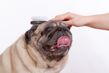 the vet combed wool pug dog on white background clipart