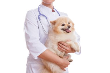 Veteriner ve boynunda steteskop, izole arka plan köpek doğurmak Spitz, tutar