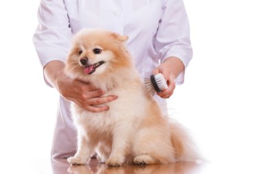 Veteriner tutan köpek, Spitz fırçalar ve tarak, izole arka plan