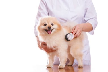 Veteriner tutan köpek, Spitz fırçalar ve tarak, izole arka plan