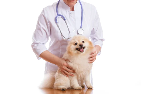 O veterinário detém a raça cão Spitz, em seu pescoço um estetoscópio, fundo isolado — Fotografia de Stock