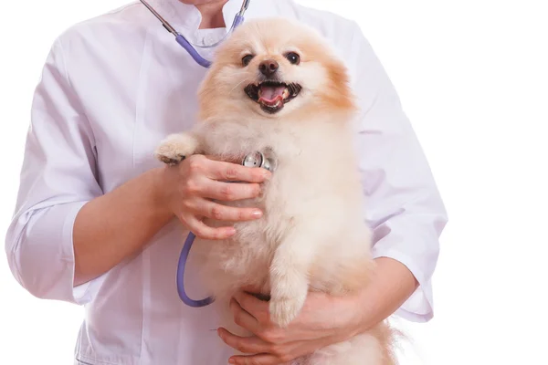 O veterinário mantém cães, Spitz e ouve um estetoscópio, fundo isolado — Fotografia de Stock