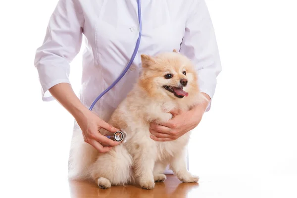 O veterinário mantém cães, Spitz e ouve um estetoscópio, fundo isolado — Fotografia de Stock