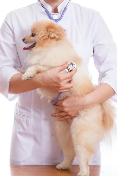 Weterynarz trzyma psy, Spitz i słucha stetoskop, na białym tle — Zdjęcie stockowe