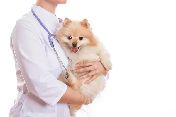 Ten badać zwierzę posiada psa rasy szpic, na szyi stetoskop, na białym tle — Zdjęcie stockowe