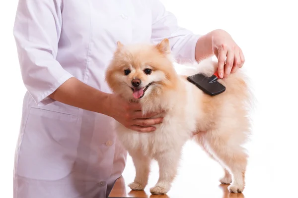 De dierenarts heeft de hond Spitz kammen en kam, geïsoleerde achtergrond — Stockfoto