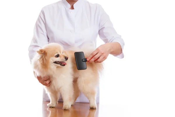 The veterinarian holds the dog, Spitz combs and comb, isolated background — Stock Photo, Image