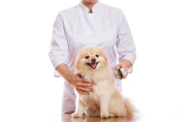 Le vétérinaire tient le chien, peignes Spitz et peigne, fond isolé — Photo