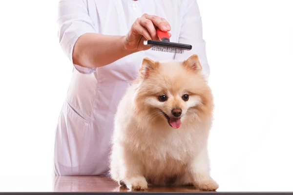 De dierenarts heeft de hond Spitz kammen en kam, geïsoleerde achtergrond — Stockfoto