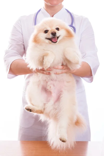 O veterinário detém a raça cão Spitz, em seu pescoço um estetoscópio, fundo isolado — Fotografia de Stock