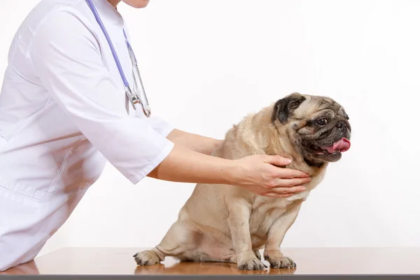 Pug es un perro, el veterinario inspecciona — Foto de Stock