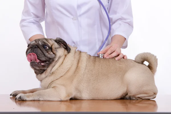 Veterináře naslouchá s Mops pes stetoskop — Stock fotografie